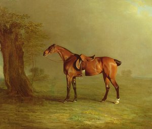 Cavallo da corsa